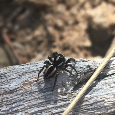 Jotus frosti (Frost's jumping spider) at Tennent, ACT - 25 Apr 2021 by NedJohnston