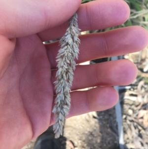 Holcus lanatus at Tennent, ACT - 25 Apr 2021 12:37 PM