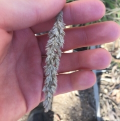 Unidentified Grass (TBC) at Tennent, ACT - 25 Apr 2021 by Ned_Johnston