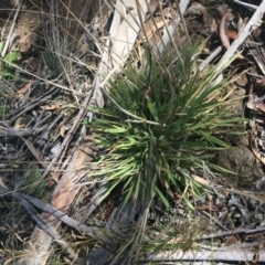 Holcus lanatus at Tennent, ACT - 25 Apr 2021