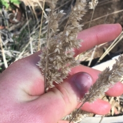 Holcus lanatus at Tennent, ACT - 25 Apr 2021 12:37 PM