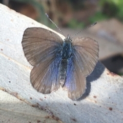 Zizina otis (Common Grass-Blue) at Tennent, ACT - 25 Apr 2021 by NedJohnston