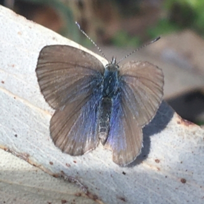 Zizina otis (Common Grass-Blue) at Tennent, ACT - 25 Apr 2021 by NedJohnston