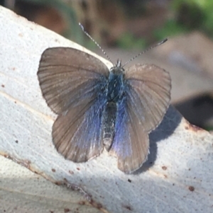 Zizina otis at Tennent, ACT - 25 Apr 2021