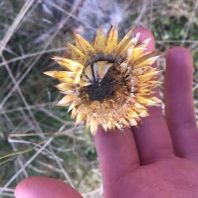 Xerochrysum subundulatum (Alpine Everlasting) at Tennent, ACT - 25 Apr 2021 by Ned_Johnston