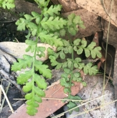 Cheilanthes austrotenuifolia (Rock Fern) at Cotter River, ACT - 25 Apr 2021 by Ned_Johnston