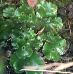 Marchantia sp. (genus) (A Liverwort) at Cotter River, ACT - 25 Apr 2021 by NedJohnston