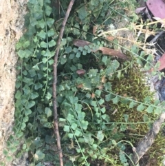 Asplenium flabellifolium (Necklace Fern) at Cotter River, ACT - 25 Apr 2021 by NedJohnston