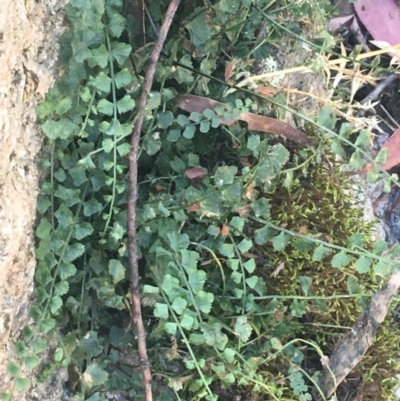 Asplenium flabellifolium (Necklace Fern) at Cotter River, ACT - 25 Apr 2021 by NedJohnston