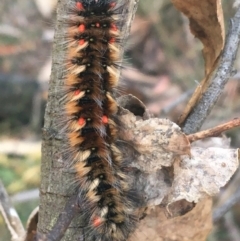 Anthela (genus) immature (Unidentified Anthelid Moth) at Cotter River, ACT - 25 Apr 2021 by NedJohnston