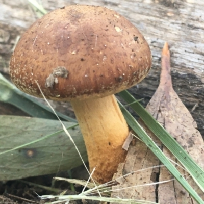 Unverified Fungus at Namadgi National Park - 25 Apr 2021 by NedJohnston