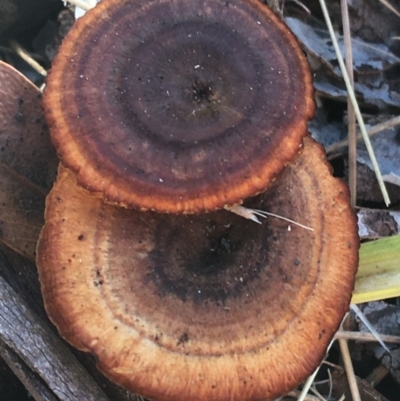 Unverified Fungus at Cotter River, ACT - 25 Apr 2021 by NedJohnston