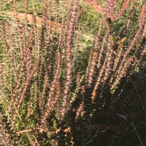 Epacris gunnii at Paddys River, ACT - 25 Apr 2021 09:13 AM