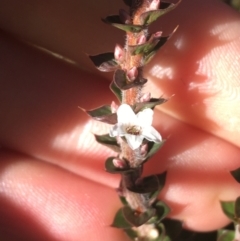 Epacris gunnii at Paddys River, ACT - 25 Apr 2021 09:13 AM