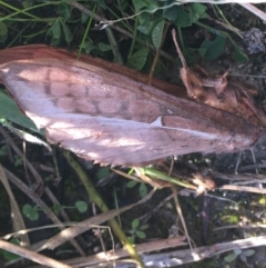 Hepialidae (family) (Unidentified Swift or Ghost Moth) at Gibraltar Pines - 24 Apr 2021 by Ned_Johnston