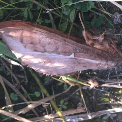 Hepialidae (family) (Unidentified Swift or Ghost Moth) at Paddys River, ACT - 25 Apr 2021 by NedJohnston