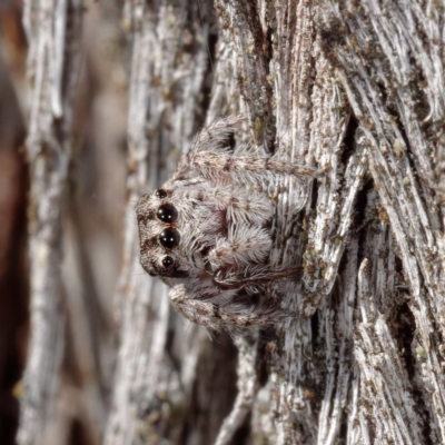 Cytaea aspera (Grey Striped Bark Jumper) at Forde, ACT - 24 Apr 2021 by DPRees125