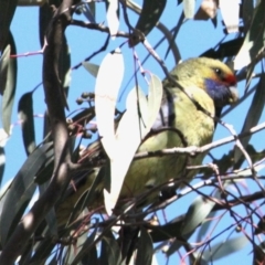 Platycercus elegans flaveolus (Yellow Rosella) at Bishops Walk Reserve - 25 Apr 2021 by PaulF