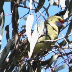 Platycercus elegans flaveolus (Yellow Rosella) at Thurgoona, NSW - 25 Apr 2021 by PaulF