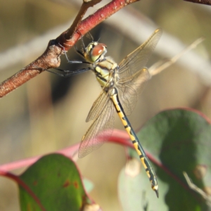 Hemicordulia tau at Symonston, ACT - 25 Apr 2021