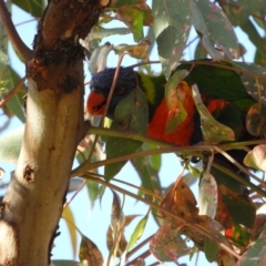 Trichoglossus moluccanus (Rainbow Lorikeet) at Symonston, ACT - 25 Apr 2021 by MatthewFrawley