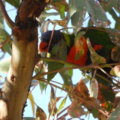 Trichoglossus moluccanus (Rainbow Lorikeet) at Symonston, ACT - 25 Apr 2021 by MatthewFrawley