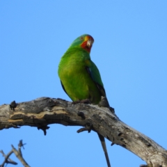 Lathamus discolor (Swift Parrot) at Callum Brae - 25 Apr 2021 by MatthewFrawley