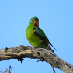 Lathamus discolor at Symonston, ACT - suppressed