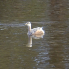 Tachybaptus novaehollandiae (Australasian Grebe) at Yass River, NSW - 25 Apr 2021 by SenexRugosus