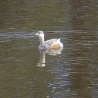 Tachybaptus novaehollandiae (Australasian Grebe) at Rugosa - 25 Apr 2021 by SenexRugosus