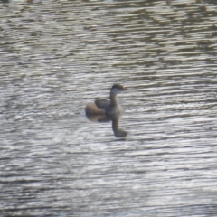 Tachybaptus novaehollandiae at Yass River, NSW - 25 Apr 2021