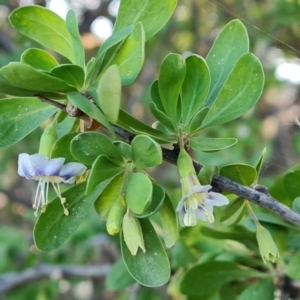 Lycium ferocissimum at Jerrabomberra, ACT - 25 Apr 2021