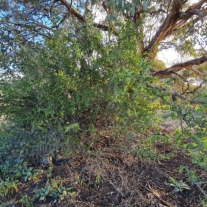 Lycium ferocissimum at Jerrabomberra, ACT - 25 Apr 2021