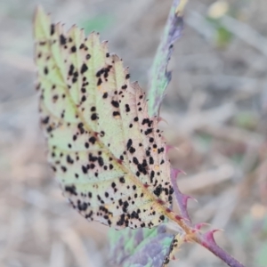 zz rusts, leaf spots, at Jerrabomberra, ACT - 25 Apr 2021 04:11 PM