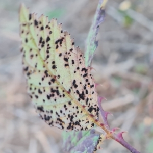 zz rusts, leaf spots, at Jerrabomberra, ACT - 25 Apr 2021