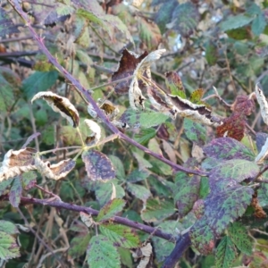 zz rusts, leaf spots, at Jerrabomberra, ACT - 25 Apr 2021 04:11 PM