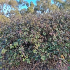 zz rusts, leaf spots, at Jerrabomberra, ACT - 25 Apr 2021 04:11 PM