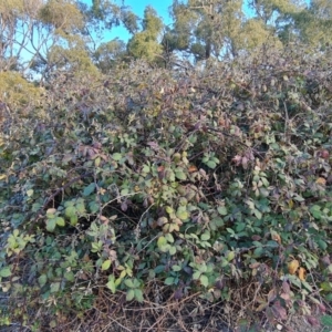 zz rusts, leaf spots, at Jerrabomberra, ACT - 25 Apr 2021 04:11 PM