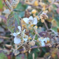 zz rusts, leaf spots, at Jerrabomberra, ACT - 25 Apr 2021 04:11 PM