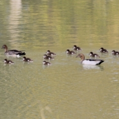 Chenonetta jubata (Australian Wood Duck) at Tuggeranong Creek to Monash Grassland - 25 Apr 2021 by RodDeb