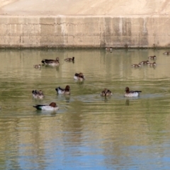 Chenonetta jubata at Monash, ACT - 25 Apr 2021