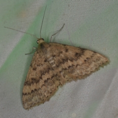 Scopula rubraria (Reddish Wave, Plantain Moth) at QPRC LGA - 16 Apr 2021 by ibaird