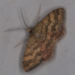 Scopula rubraria at Wyanbene, NSW - 16 Apr 2021 08:33 PM
