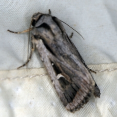 Proteuxoa undescribed species near paragypsa (A Noctuid moth) at QPRC LGA - 16 Apr 2021 by ibaird