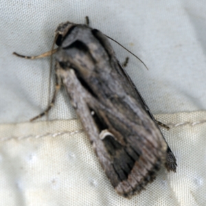 Proteuxoa undescribed species near paragypsa at Wyanbene, NSW - 16 Apr 2021