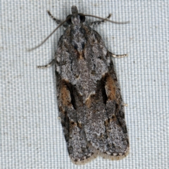 Acropolitis rudisana (Family Tortricinae) at Wyanbene, NSW - 16 Apr 2021 by ibaird