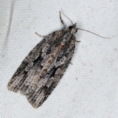 Acropolitis ergophora (A tortrix or leafroller moth) at QPRC LGA - 16 Apr 2021 by ibaird