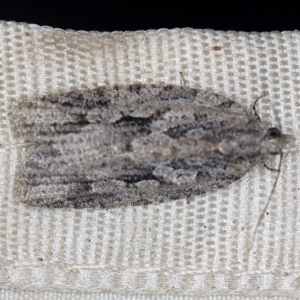 Acropolitis ergophora at Wyanbene, NSW - 16 Apr 2021