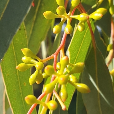 Eucalyptus melliodora (Yellow Box) at Cook, ACT - 25 Apr 2021 by drakes