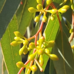 Eucalyptus melliodora (Yellow Box) at Cook, ACT - 25 Apr 2021 by drakes